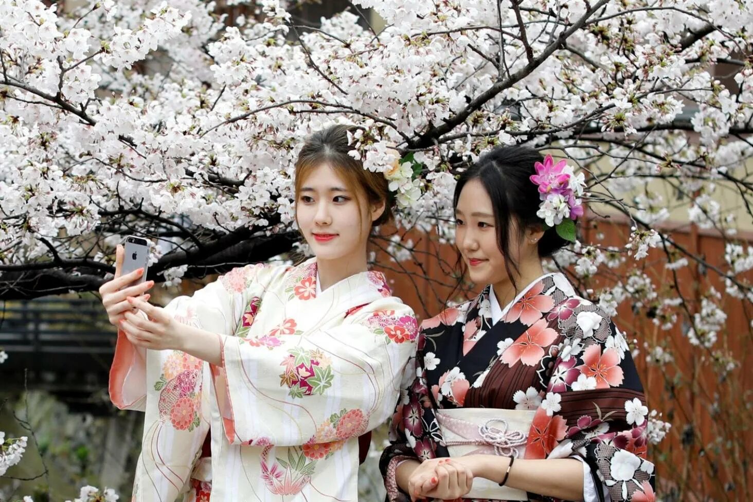 Японка в кимоно. Японская культура Сакура. Праздник цветения Сакуры в Японии. Фестиваль любования сакурой в Японии.