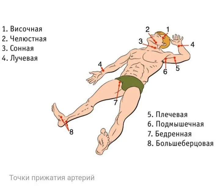 Точки прижатия артерий для остановки кровотечения. Точки пальцевого прижатия артерий для остановки кровотечения. Перечислите основные точки пальцевого прижатия артерий. Остановка кровотечения точки прижатия.