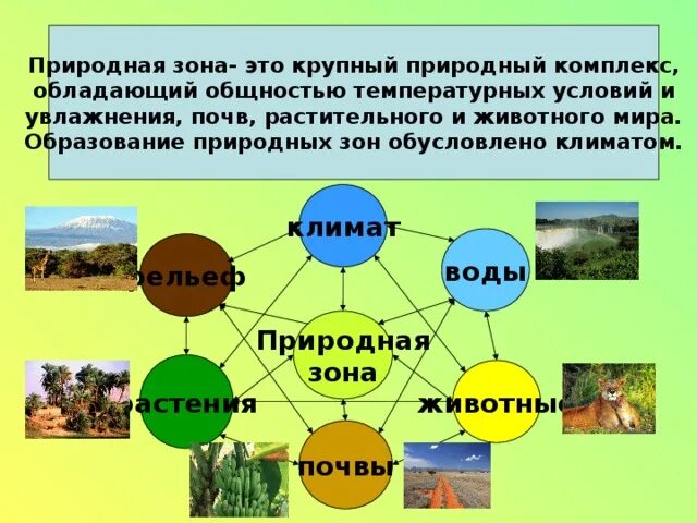 7 природных компонентов. Природные зоны. Схема природных зон. Природные зоны понятие. Взаимосвязь в природных зонах.