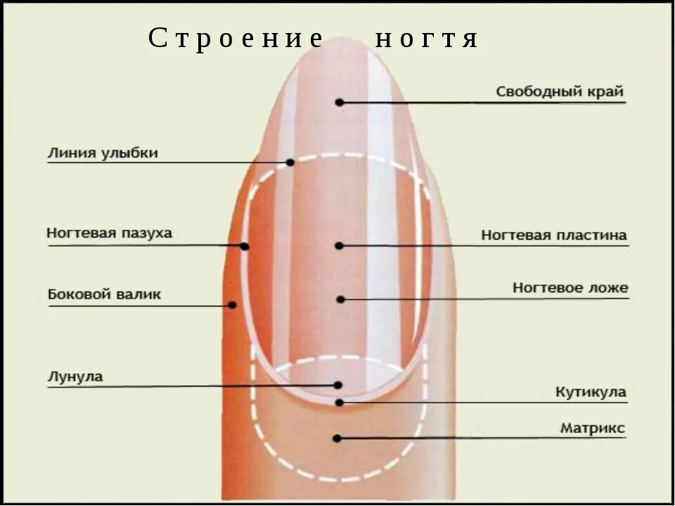 Где растут ногти. Где растут ногти. Строение ногтевой пластины схема. Строение ногтя и ногтевой пластины анатомия. Где растут ногти.