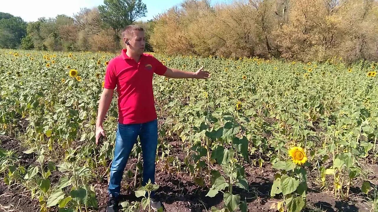 Как сажать подсолнухи семечками. Посев подсолнечника. Посадка подсолнуха. Подсолнечник Бузулук. Семена подсолнуха для посадки.