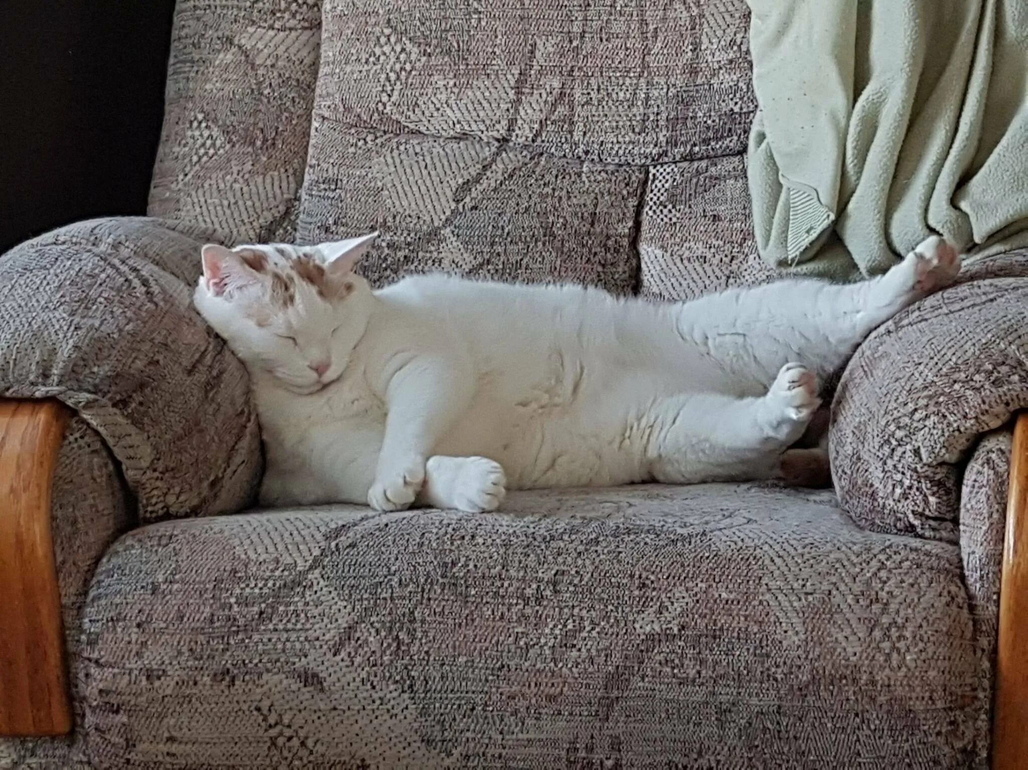 Ленивый кот. Кот на диване. Коты на диване. Кот лежит на диване. Расслабленный кот
