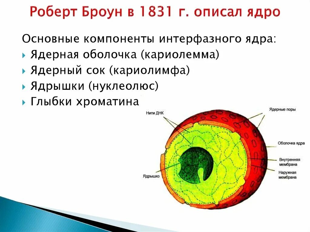 Дайте характеристику клеточному ядру. Структура эукариотической клетки ядро ядрышко. Строение ядра и его функции. Основные компоненты интерфазного ядра. Клеточное ядро функции компоненты.