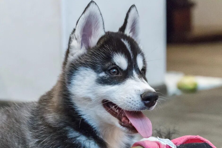 Щенки сибирской хаски 2 месяца. Две хаски вместе. Хаски 2. Сибирский хаски 2 месяца. Сибирский хаски 4 месяца.