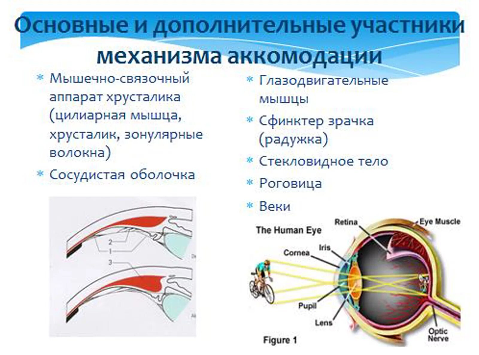 Аккомодация структуры. Аккомодация хрусталика глаза. Механизм аккомодации глаза анатомия. Аккомодация хрусталика физиология. Механизм аккомодации глаза схема.