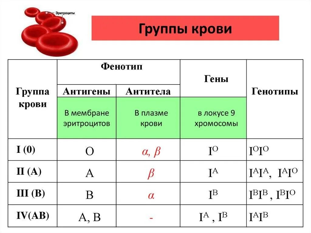 Определить возможные генотипы и фенотипы