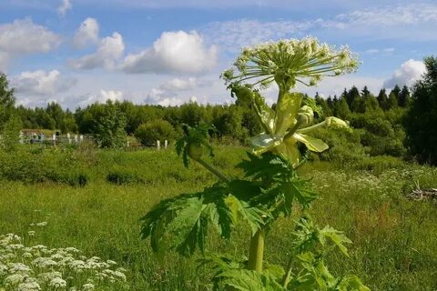 Борщевик сосновского в беларуси