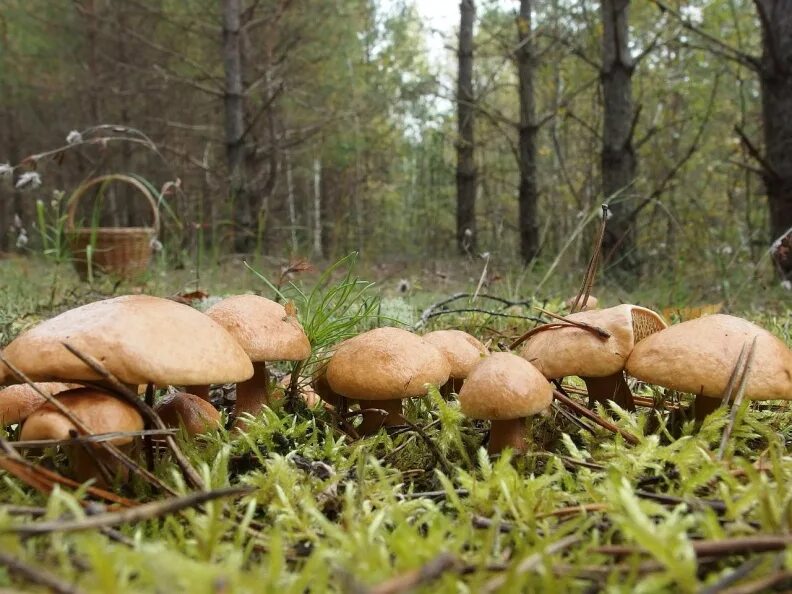 поляна маслят. грибы ямала маслята. маслята грибная поляна. поляна грибов маслята. маслята грибная поляна.
