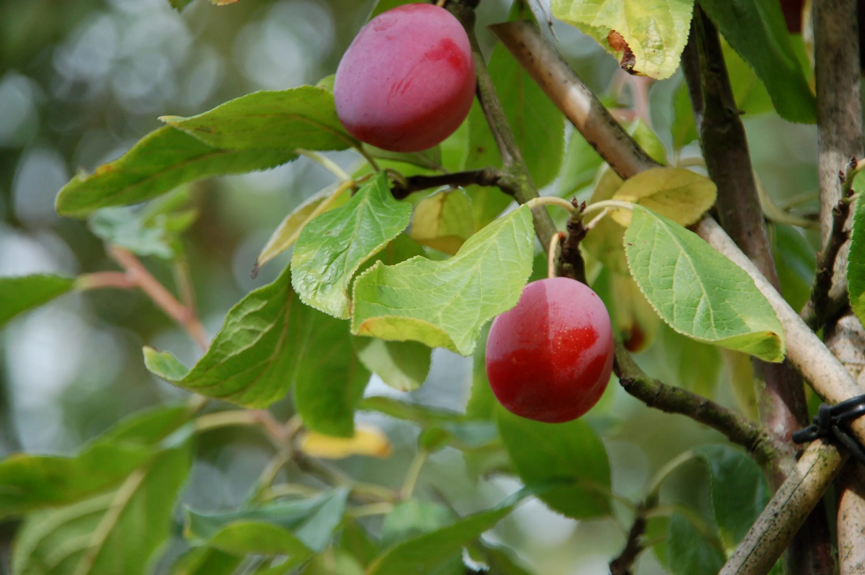 Дерево семейства розовых приносящие сочные плоды. Красная алыча дерево. Деревья и плоды. Слива дерево с плодами. Косточковые растения.