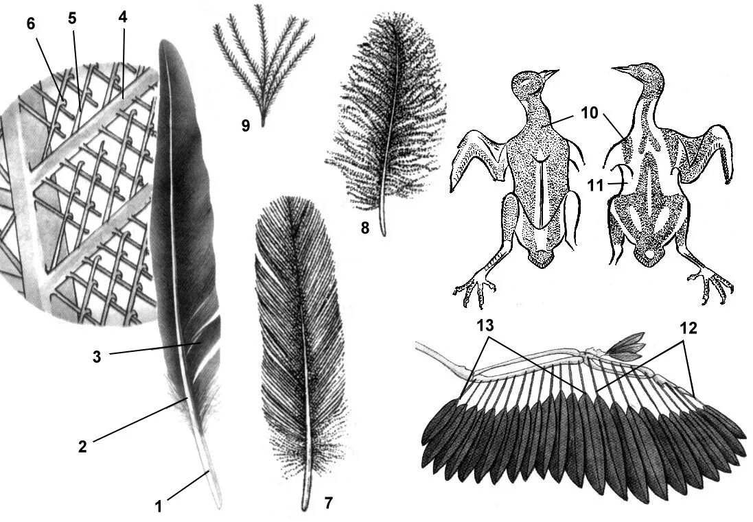 Маховое перо птицы строение. Пуховое перо голубя строение. Перья птиц биология 7 класс. Маховые Крылья строение. Варианты перьев птиц
