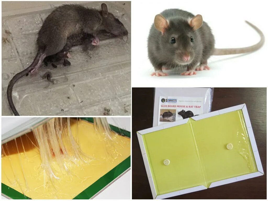 Как отличить мышь. Мышь фото. Клей от крыс. Крыса фото. Крысы в доме.
