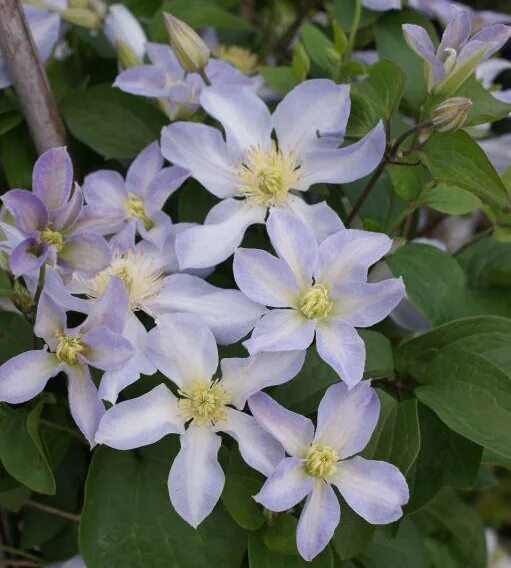 Clematis Baby Star, blooms all the time
