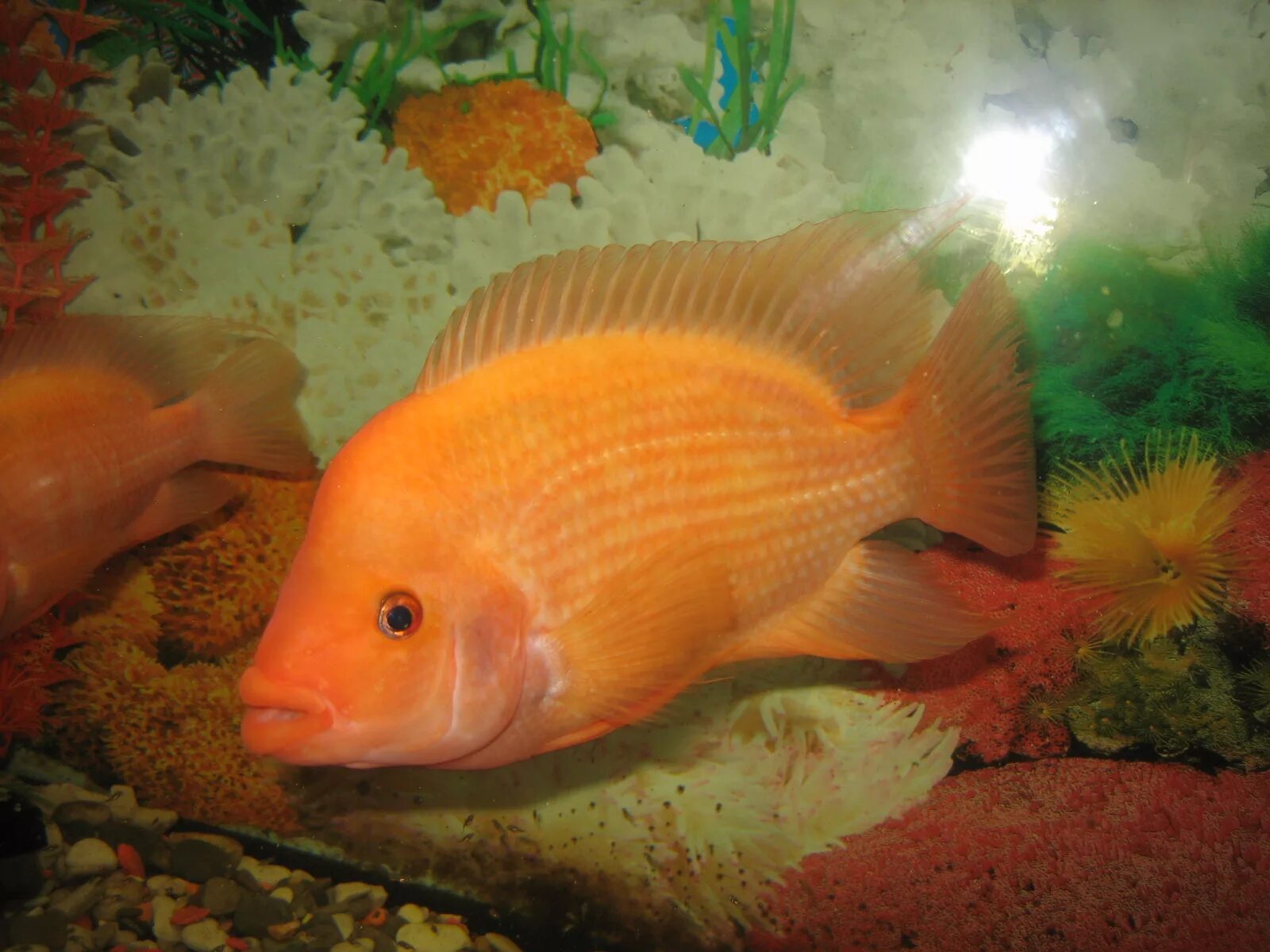 макропод (macropodus opercularis). цихлазома лабиатум. рыба боция клоун аквариумная. тетра кардинал. аквариумные рыбки кемерово.