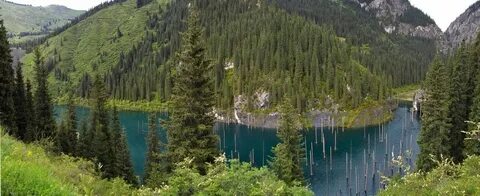 Леса казахстана