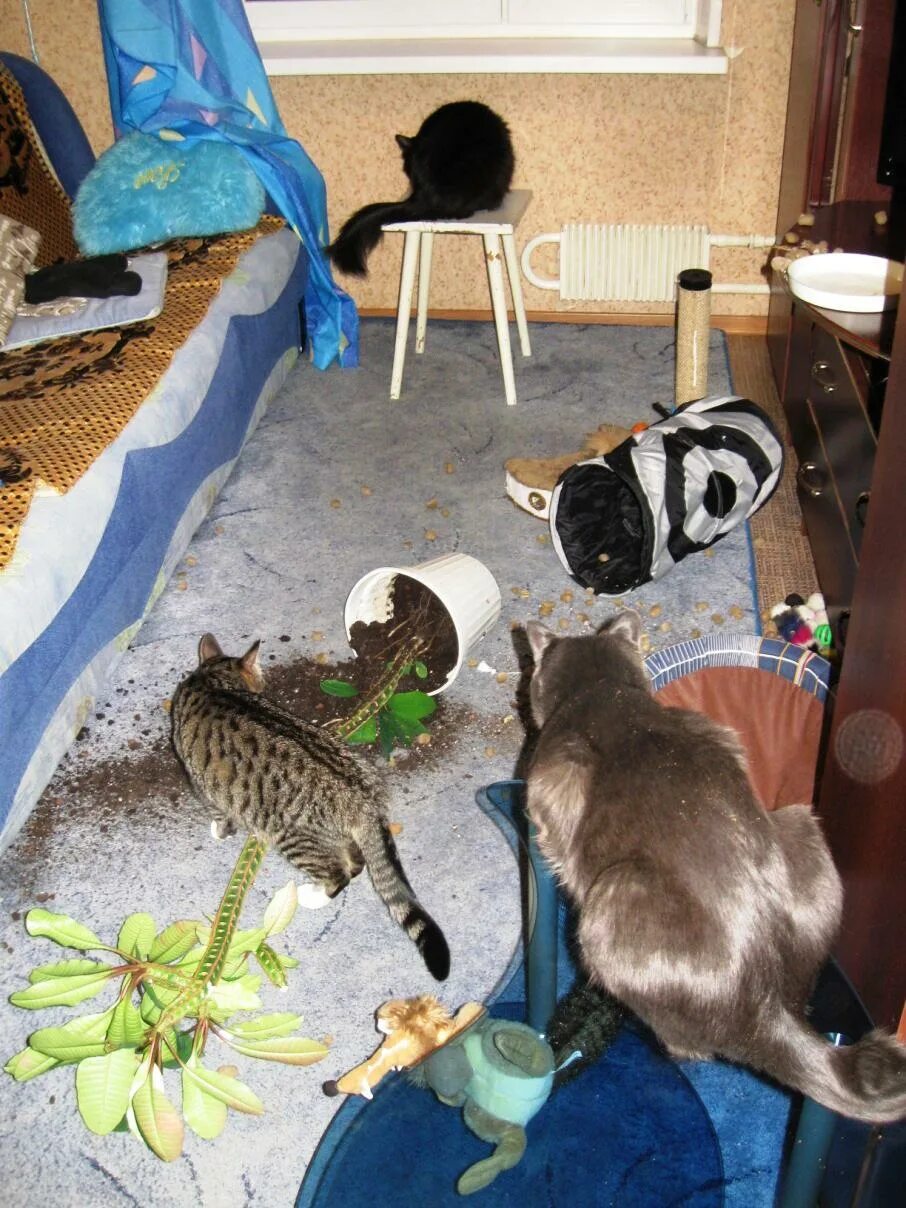 Кошки на окошке. Кот ждет дома. Дома ждёт только кот t1one. Кот ждет. Котик у окна.