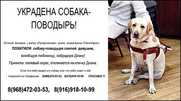 Ты украл мою собаку. Ты украл мою собаку. С днем мокрой собаки. Договор это человек который ворует собак. Собака ворует.