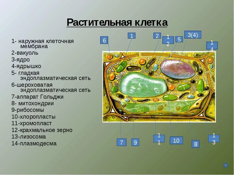 Хлоропласт комплекс гольджи ядро митохондрии. Ядро мембрана вакуоль. аппарат гольджи растительной клетки вакуоль. плазмодесмы растительной клетки. клетка с вакуолью,ядром и оболочкой.