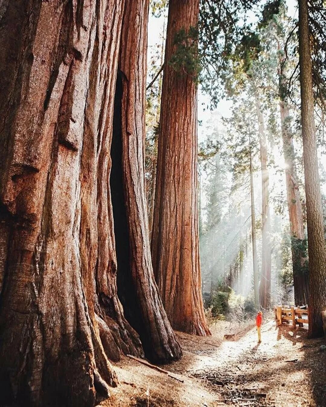 Где больше деревьев. Секвойя парк. Парк Секвойя Калифорния. Национальный парк Секвойя США. Секвойя дерево.