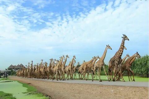 Safari world