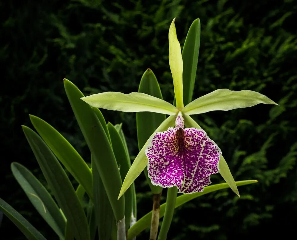Saint andre. Каттлея saint andre. каттлея hippodamia. brassocattleya saint andre. орхидея bc. saint andre.