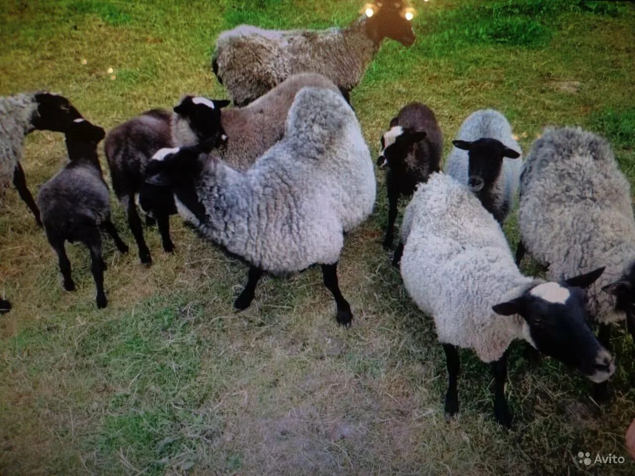Авито породы овец. Романовская порода Баранов. Баран Романов кой породы. Романовская порода овец. Овцеводство порода Романовские.