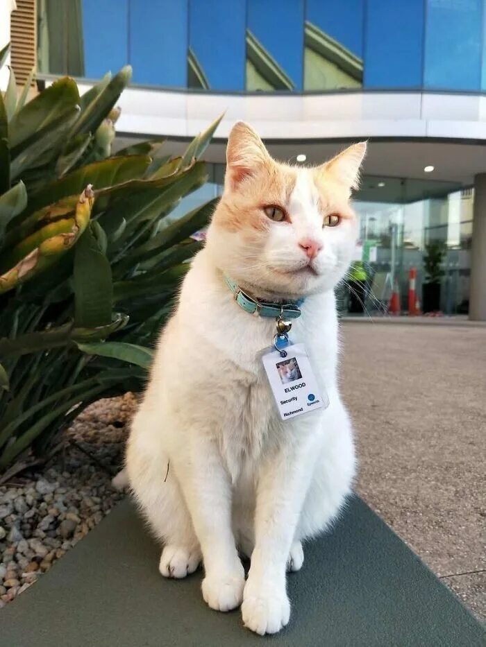 Австралийский кот. Котики в Австралии. Австралийский кот охранник. Кот охранник