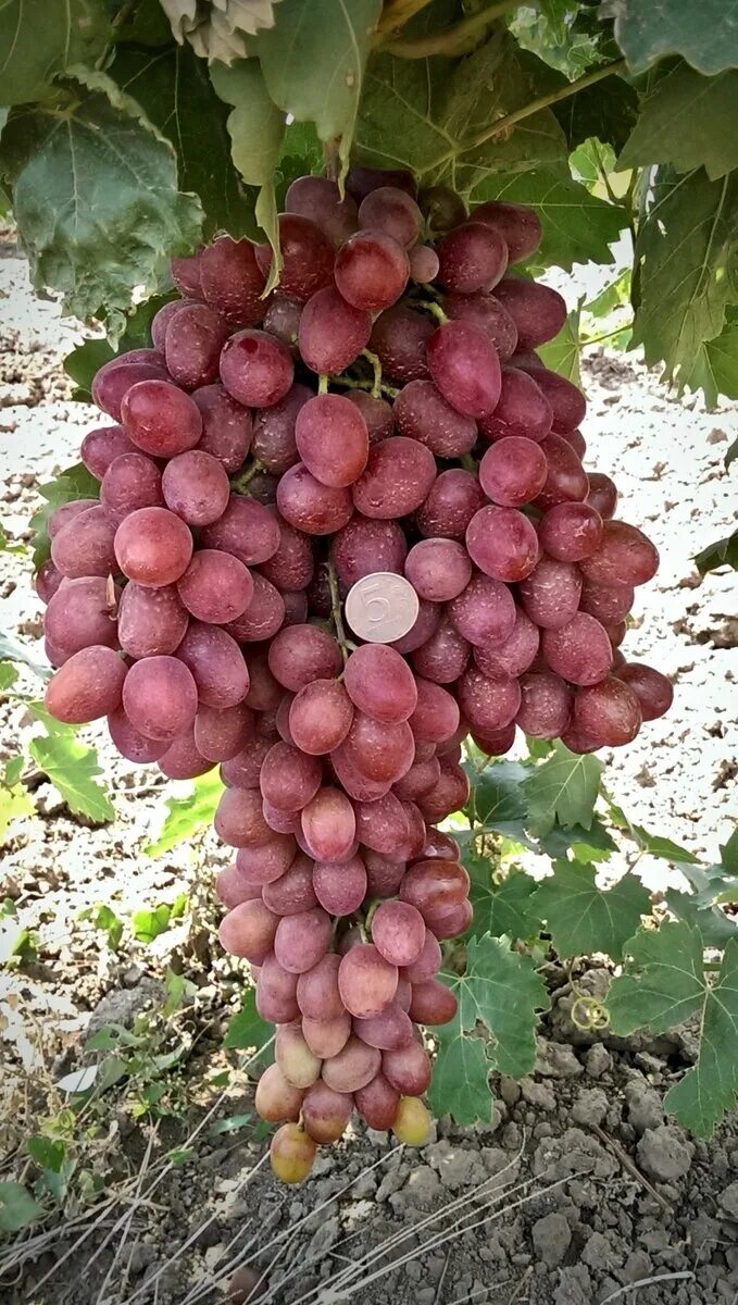 Самый ранний виноград. Крупный красный виноград сорт Наири. Виноград Мускат розовый. Виноград сорт Винтер. Джибрита сорт винограда.