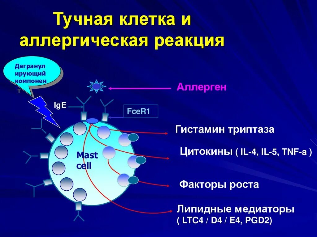 Тучные клетки и базофилы. Диффузный кожный мастоцитоз. Реакция тучной клетки. Реакция тучной клетки. Пигментная крапивница мастоцитоз.