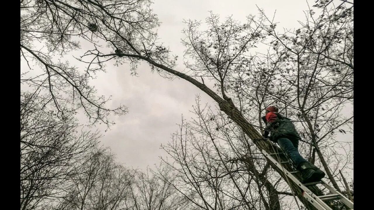 Дерево спасатель. 12 метровое дерево. спускается с дерева. срубили дерево енота. енота сняли с дерева.