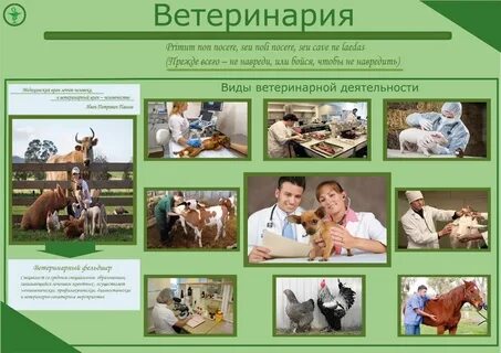 Профессионализмы к профессии ветеринар