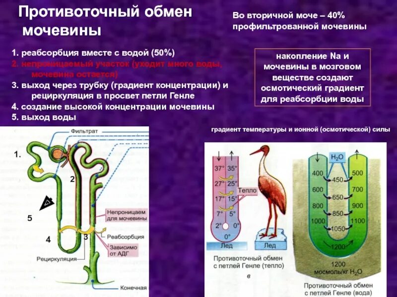 Реабсорбция мочевины. Реабсорбция в почках мочевины. Реабсорбция мочевины физиология. Где образуется мочевина в организме человека. Выводит мочевину