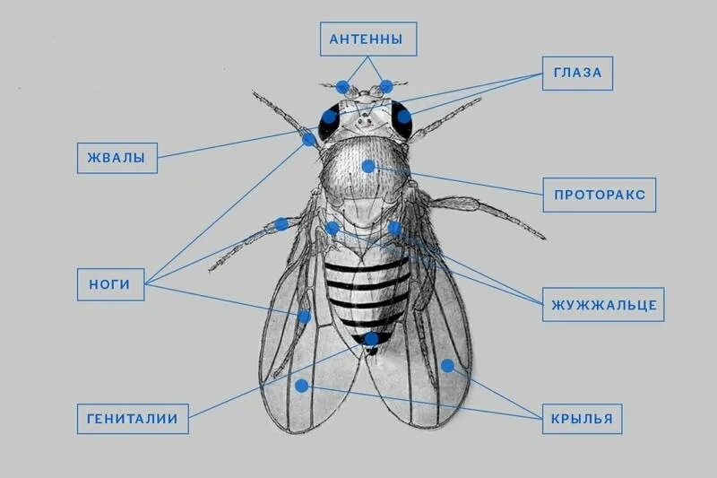 Внешнее строение двукрылых. Двукрылые diptera внешнее строение. внешнее строение насекомых муха. строение двукрылых имаго. строение двукрылых насекомых.