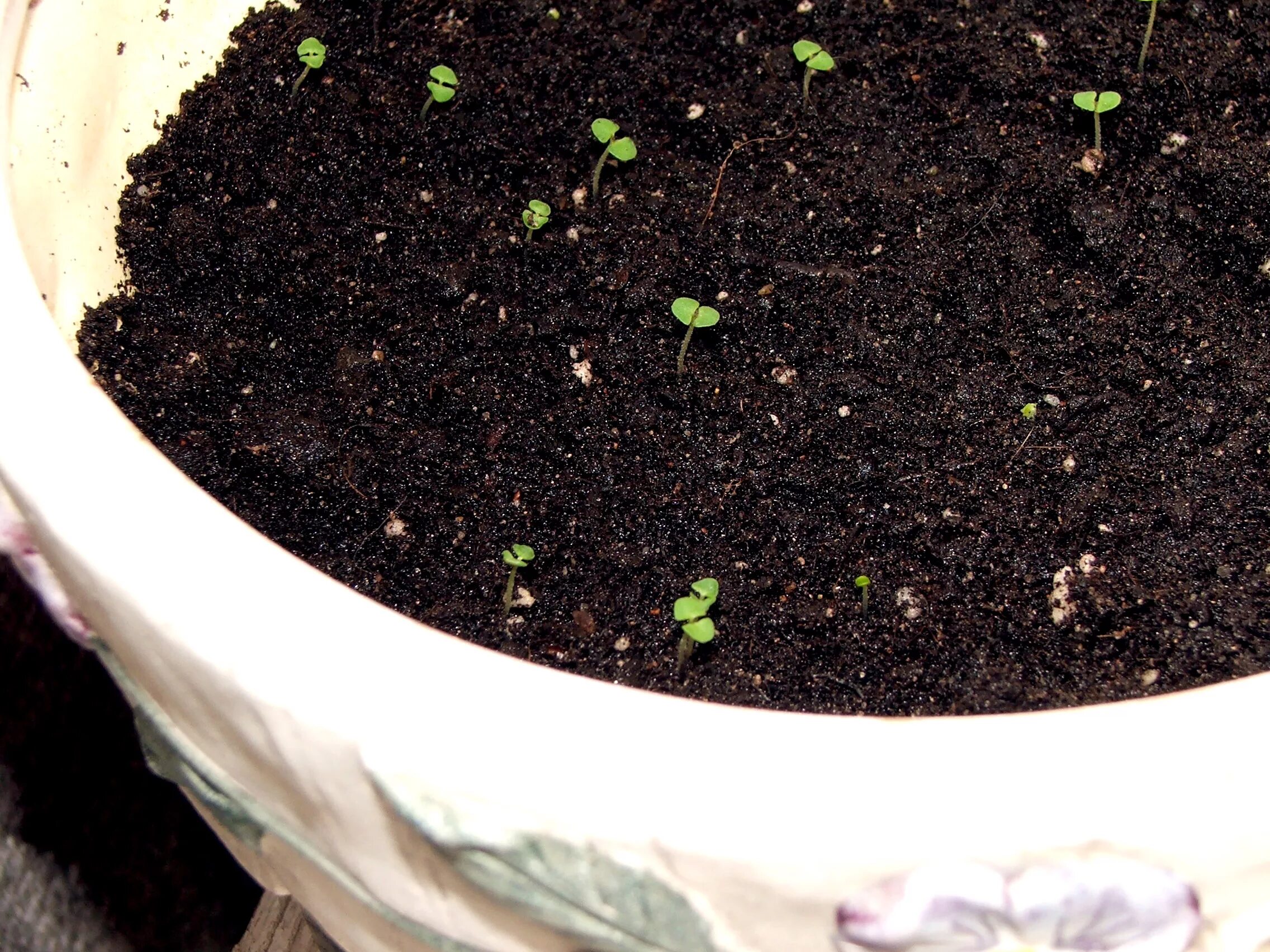 Лаванда пикировка рассады. Всходы лаванды узколистной. Всходы лаванды узколистной. Лаванда узколистная ростки. Семена стратифицируют что это лаванда.