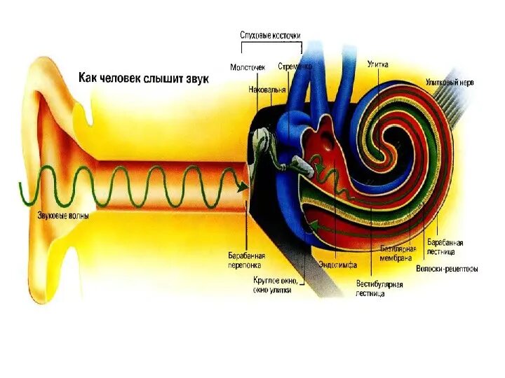 Ухо человека улавливает звук с частотой. Схема передачи звука в ухе. Звуковая волна в ухе. Процесс передачи звука в слуховом анализаторе. Передача звуковой волны.