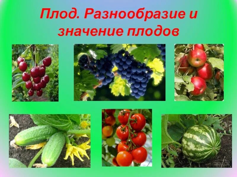 Значение плодовых. Многообразие плодов растений. Разнообразие плодов в природе. Разнообразие цветов и плодов. Плоды растений проект.