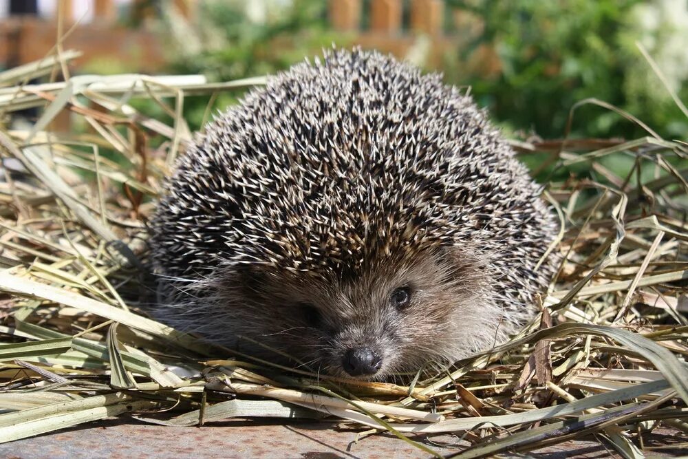 Насекомоядные млекопитающие ёж обыкновенный. Насекомоядные млекопитающие ёж обыкновенный. Насекомоядные ежи. Млекопитающие насекомоядные ёж. Насекомоядные ежи отряд.