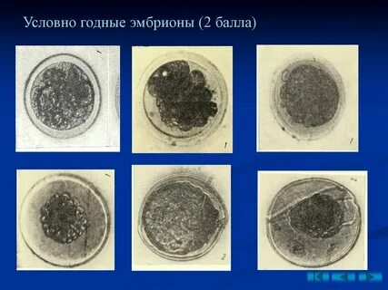 Фрагментация эмбриона
