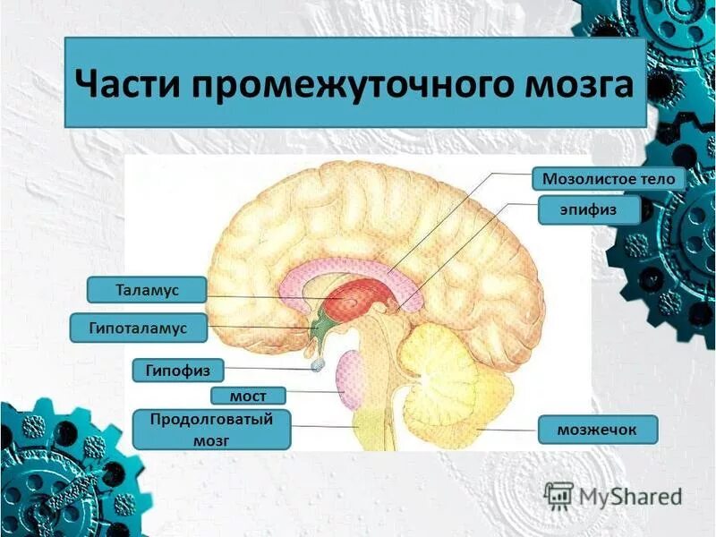 Гипофиз эпифиз таламус. Отделы головного мозга таламус и гипоталамус. Промежуточный мозг строение. Промежуточный мозг анатомия гипоталамус.