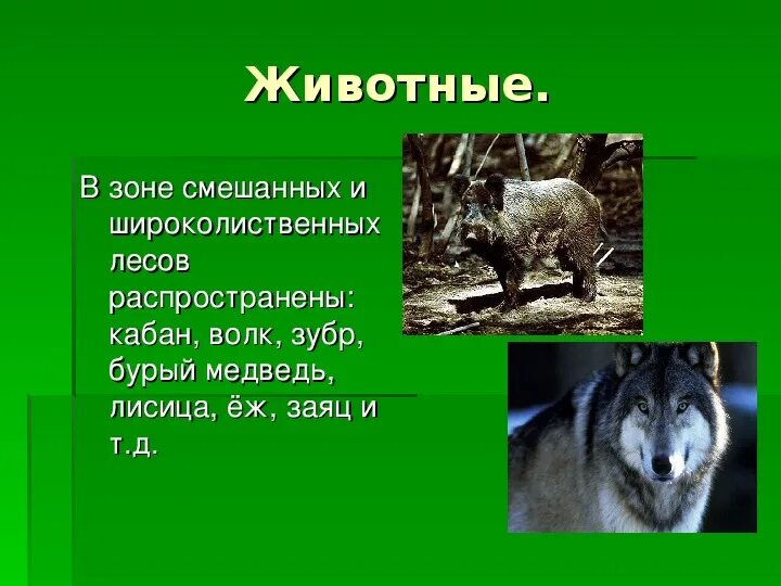 Обитание волка. Волки обитающие в России. Волк природная зона. Вывод про Волков. Волк в какой природной зоне