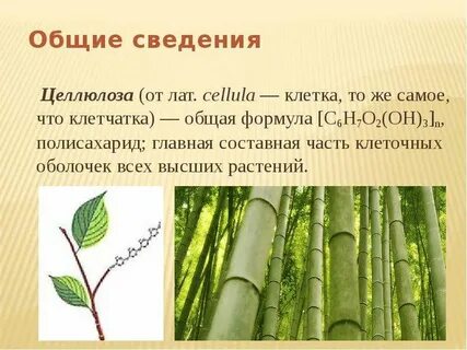 Для растительной клетки характерен полисахарид целлюлоза