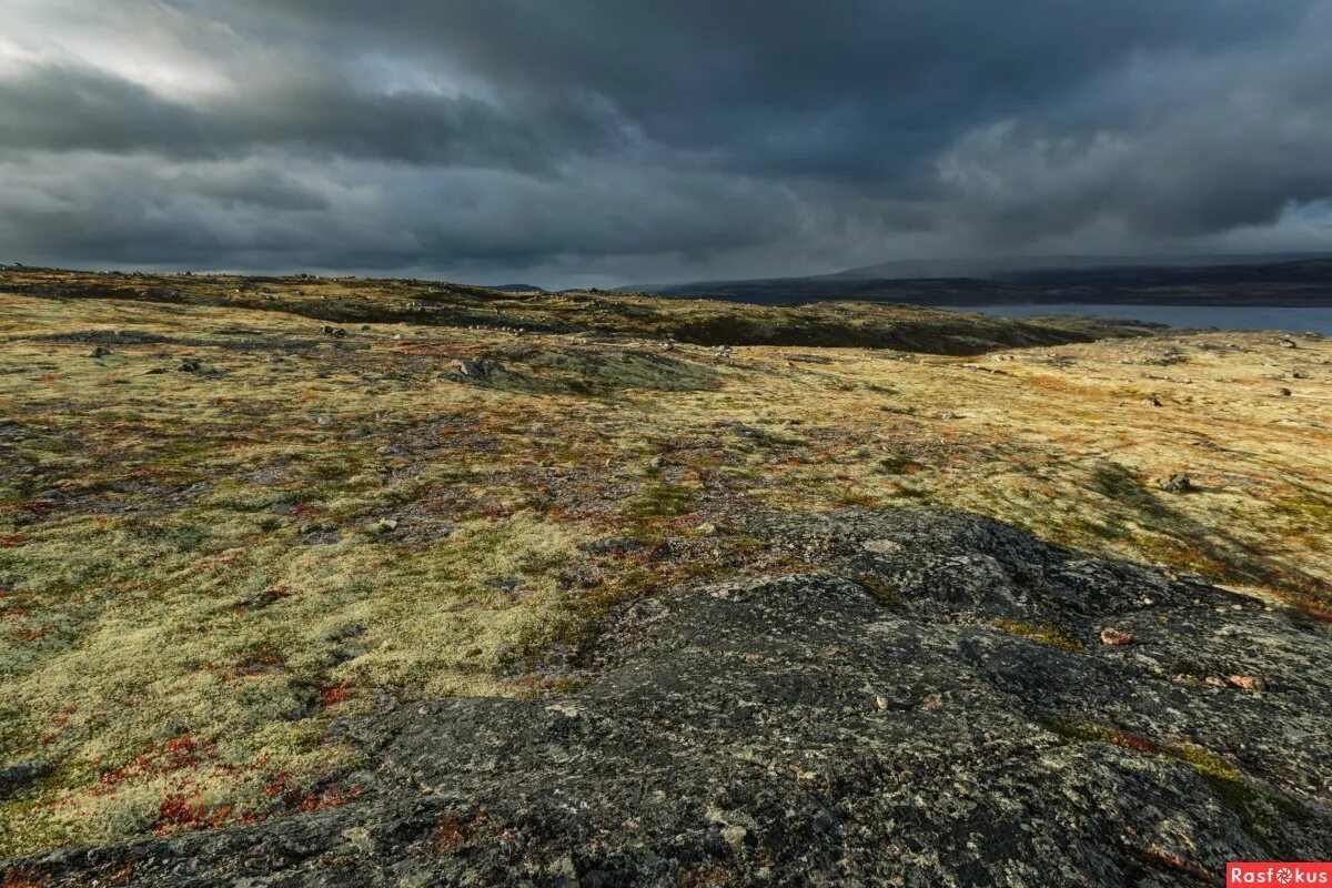 тундрово-глеевые почвы плодородие. характеристика тундровая глеевая. тундрово-глеевые почвы профиль. структура тундровая глеевая. профиль тундрово глеевых почв.