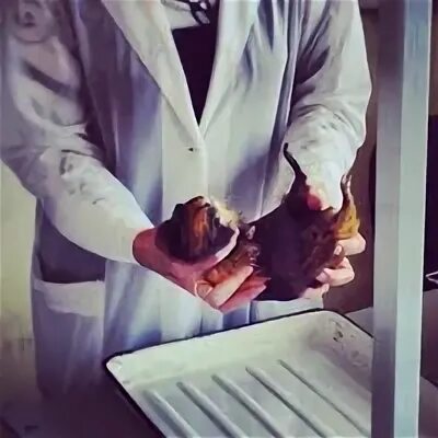 Физиология рниму. Физиология рниму