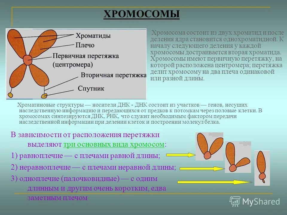 Хроматид в ядре. Функции хроматиды в хромосоме. Хромосомы строение и функции. Хромосома и хроматида. Хромосомы состоят из двух хроматид.