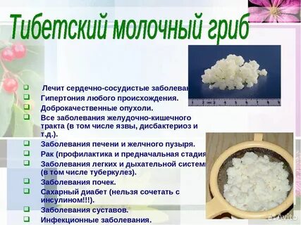 Кефирный гриб польза и вред