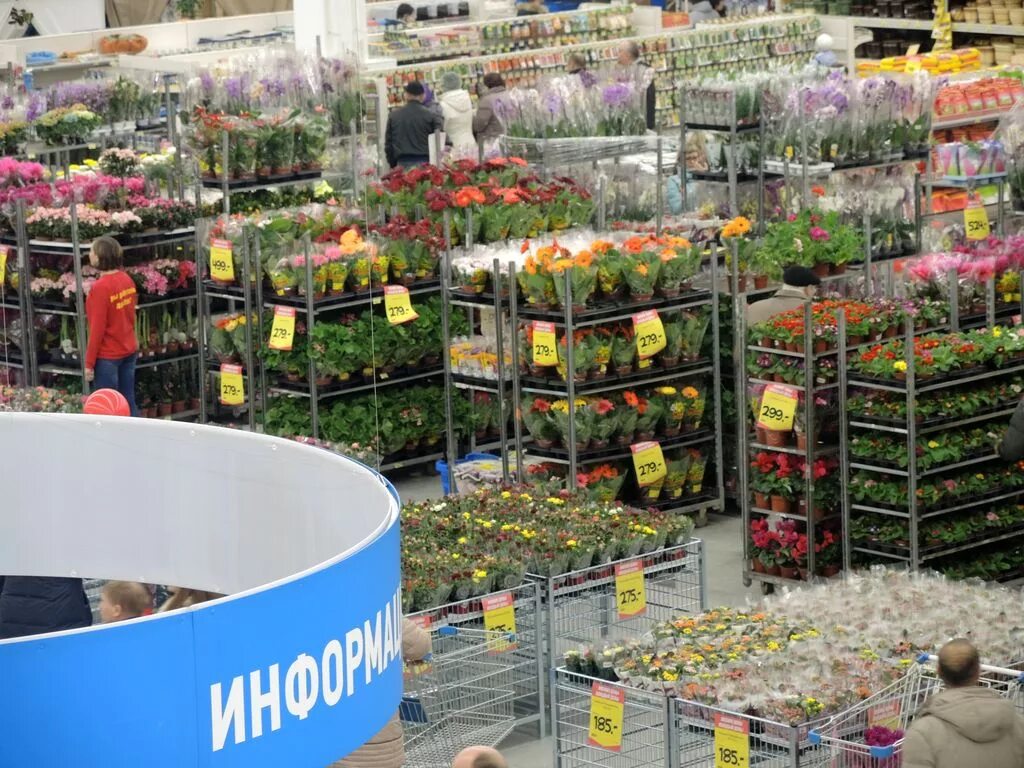 мегастрой цветы. магазин цветов саженцы. мегастрой цветы. оптовая база цветов. мегастрой казань сад.