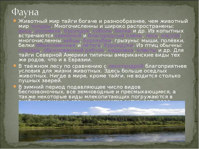 Евразия тайга виды осадков. Чем богата тайга. чем богата северная тайга. таежной зоне чем богата. источник источники информации о тайге.