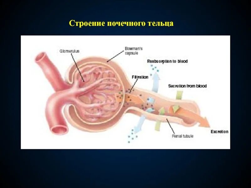 Почечное тельце почки. Строение почки почечное тельце. Строение почечного тельца. Схема строения почечного тельца. Строение почечных Телец.