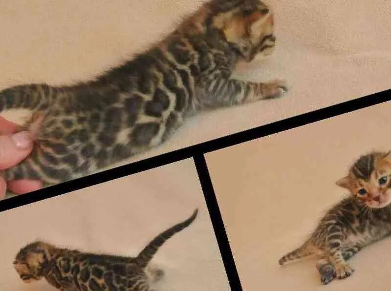 кошки вольск