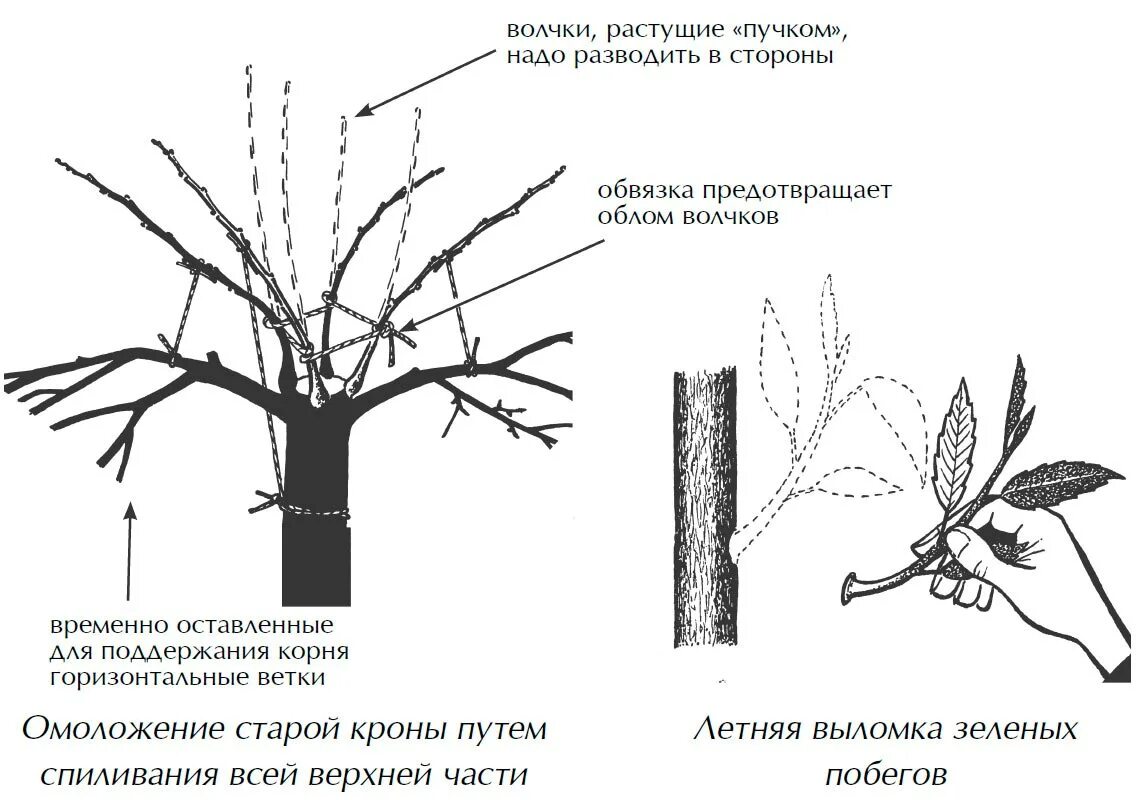 Обрезка плодовых деревьев весной в подмосковье сроки. Схема обрезки плодовых деревьев. Волчки на яблоне. Волчковые побеги на яблоне. Ветки волчки на плодовых деревьях.