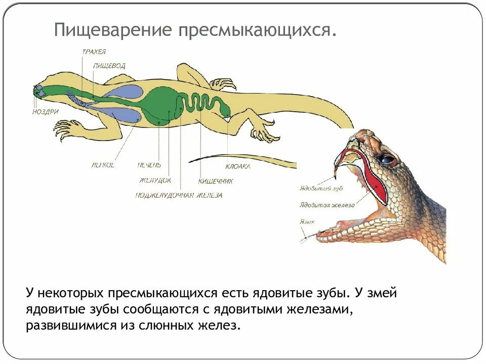 Кожная железа у пресмыкающихся. Пищеварительная система рептилий схема. Строение пищеварительной системы рептилий. Пищеварительная система пресмыкающихся рептилий. Пищев система пресмыкающихся.